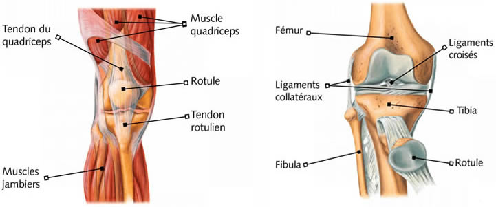 Anatomie de l'articulation du genou | ADAM Orthopédie & Matériel Médical